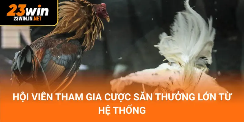 Hội viên tham gia cược săn thưởng lớn từ hệ thống