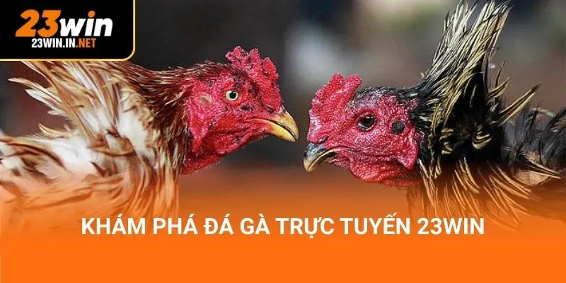 Khám phá đá gà trực tuyến 23Win
