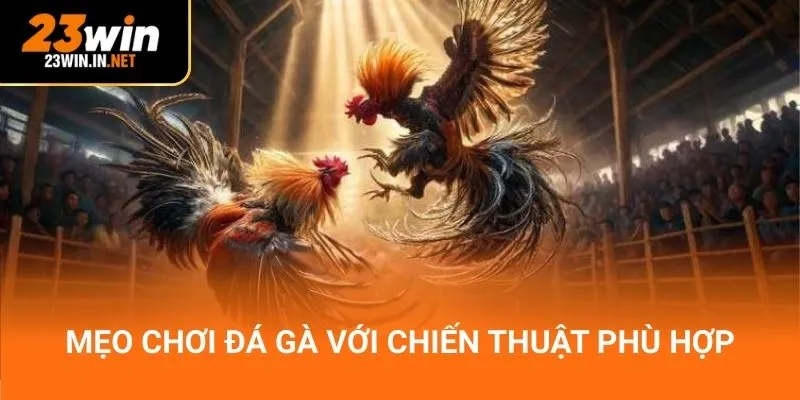 Mẹo chơi đá gà với chiến thuật phù hợp