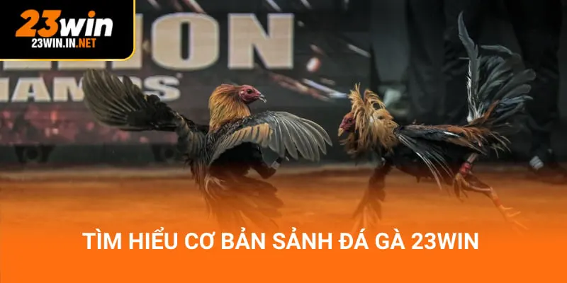 Tìm hiểu cơ bản sảnh đá gà 23win